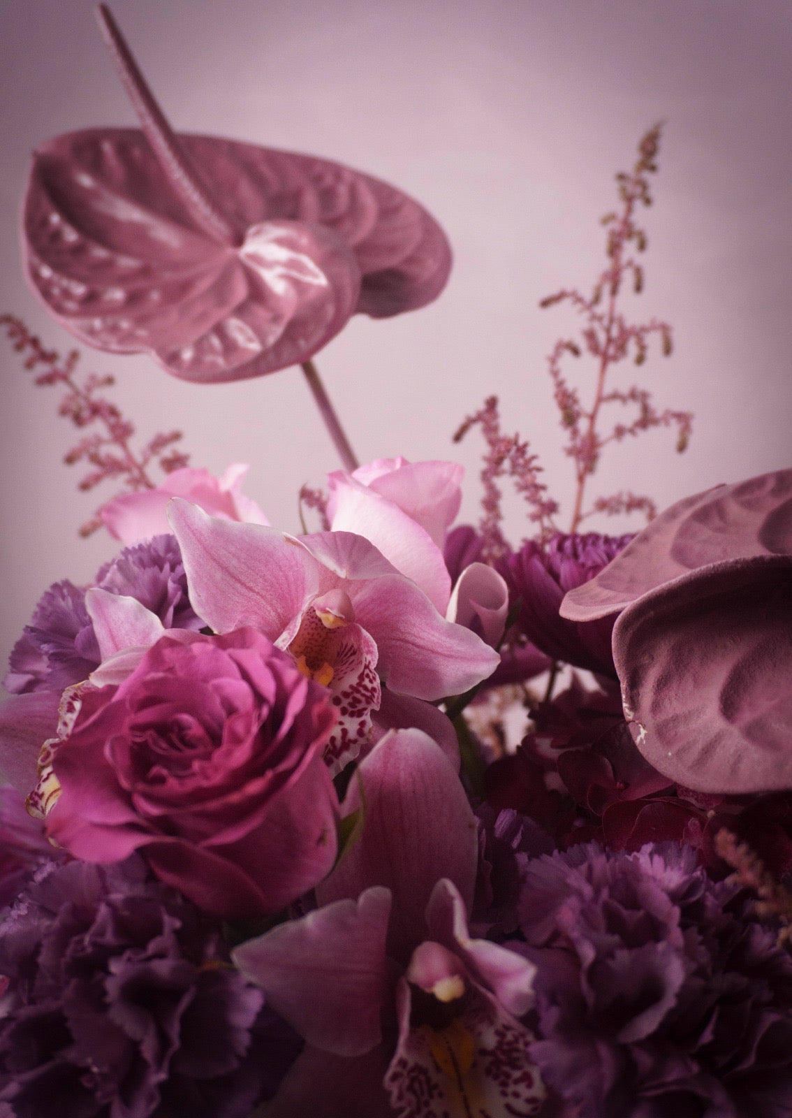La Violetosa
