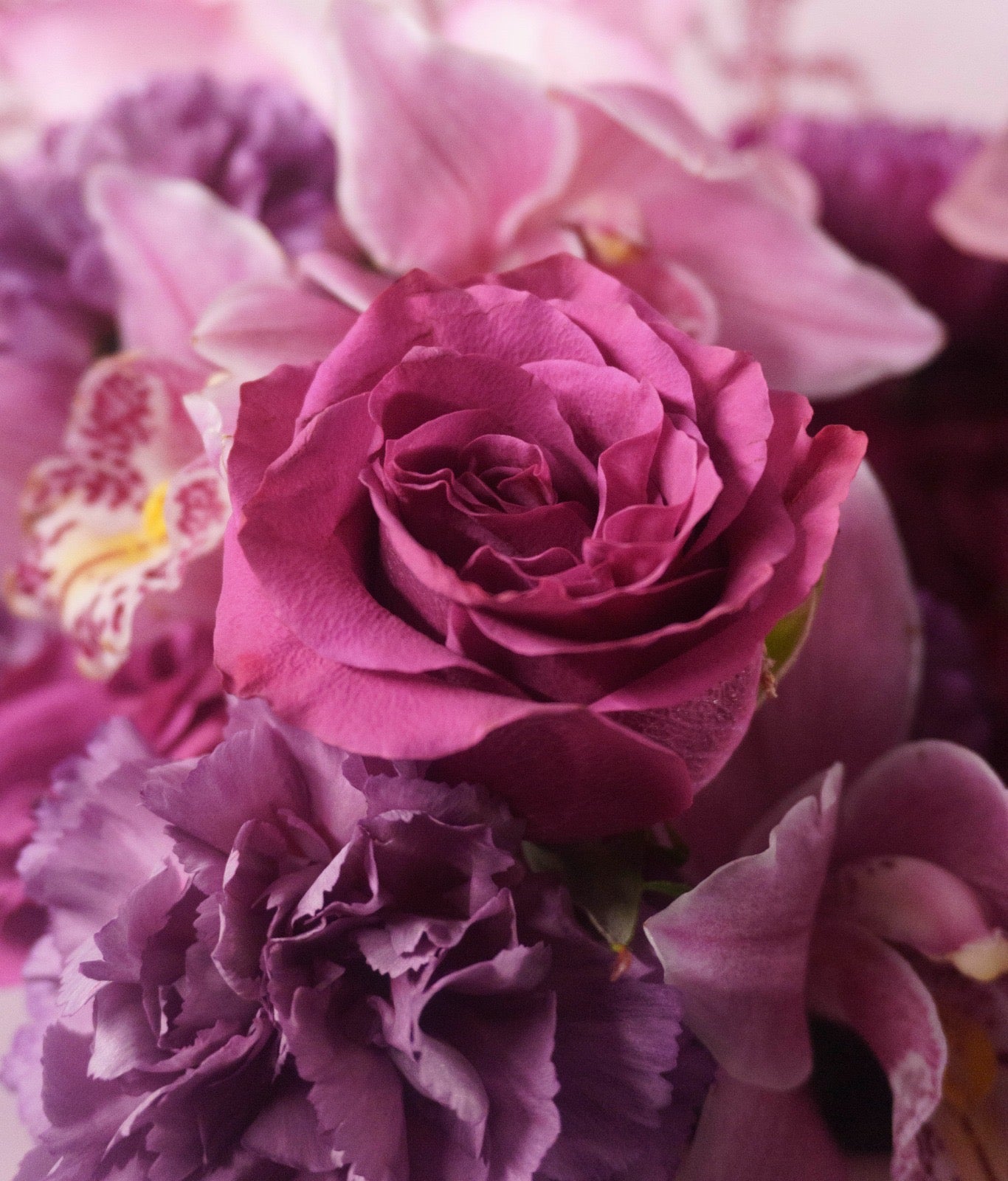 La Violetosa