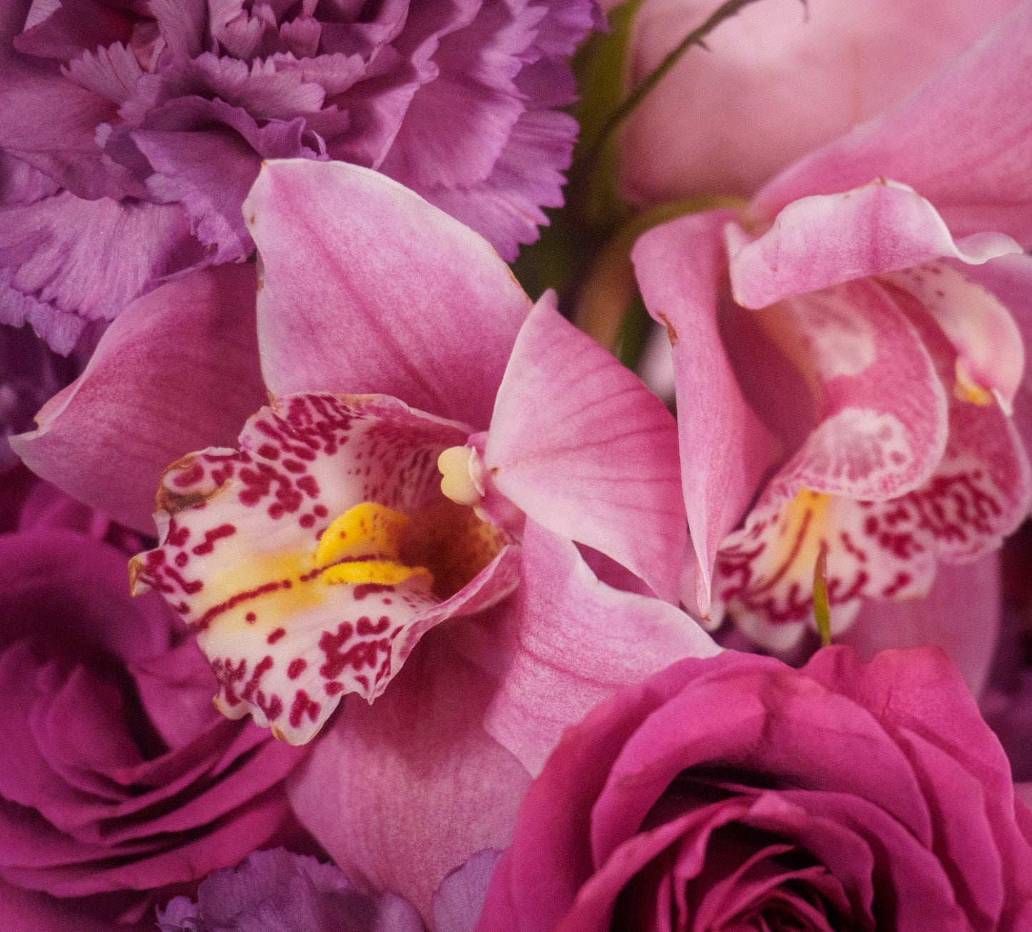 La Violetosa