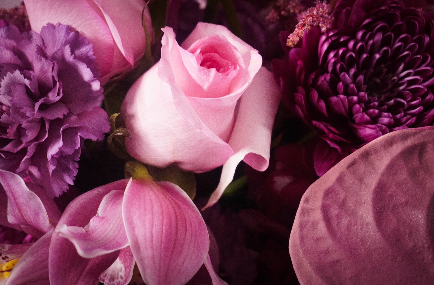 La Violetosa